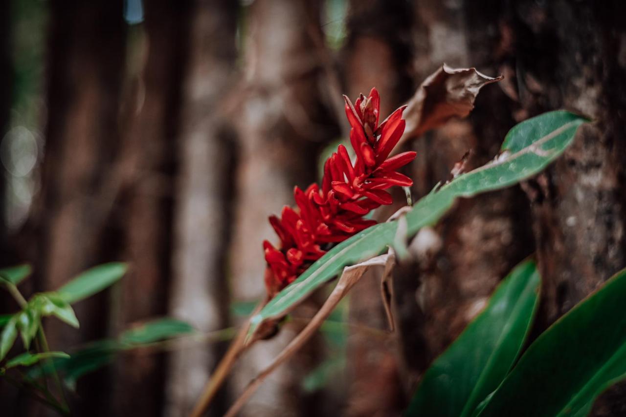 Lunita Jungle Experience Hotel ปัวร์โตโมเรลอส ภายนอก รูปภาพ