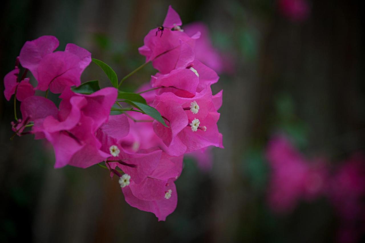 Lunita Jungle Experience Hotel ปัวร์โตโมเรลอส ภายนอก รูปภาพ