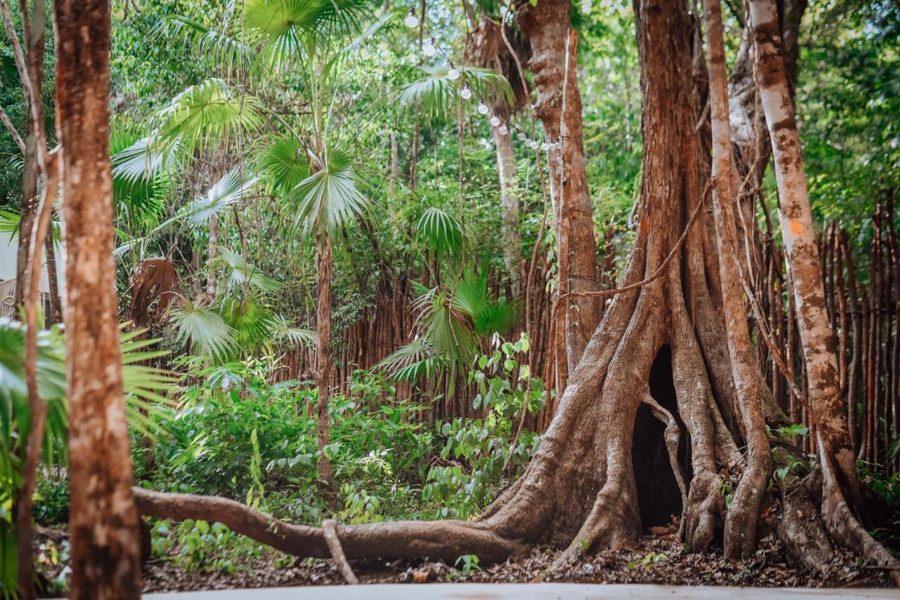 Lunita Jungle Experience Hotel ปัวร์โตโมเรลอส ภายนอก รูปภาพ